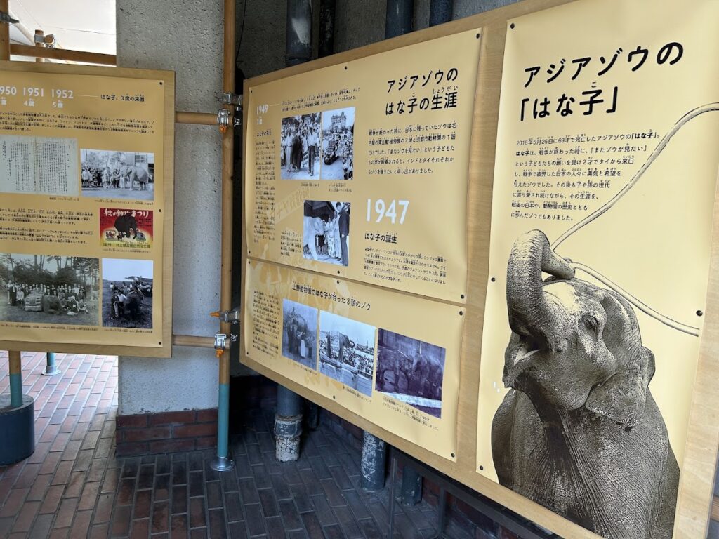 ゾウのはな子展示コーナー