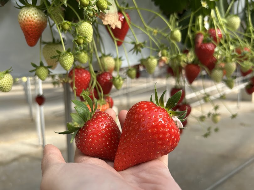 いちご狩りの様子