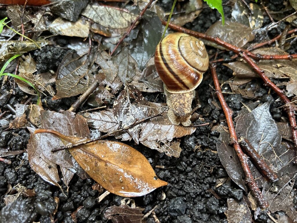 三宝寺池周辺のカタツムリ