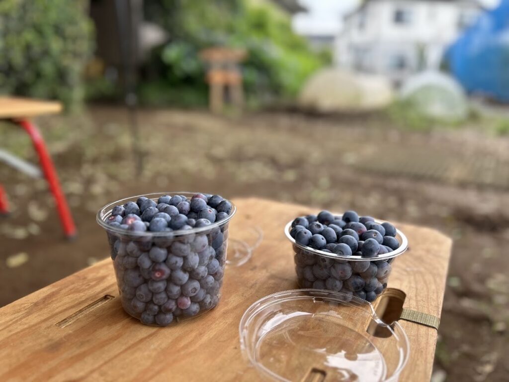 摘み取ったブルーベリー