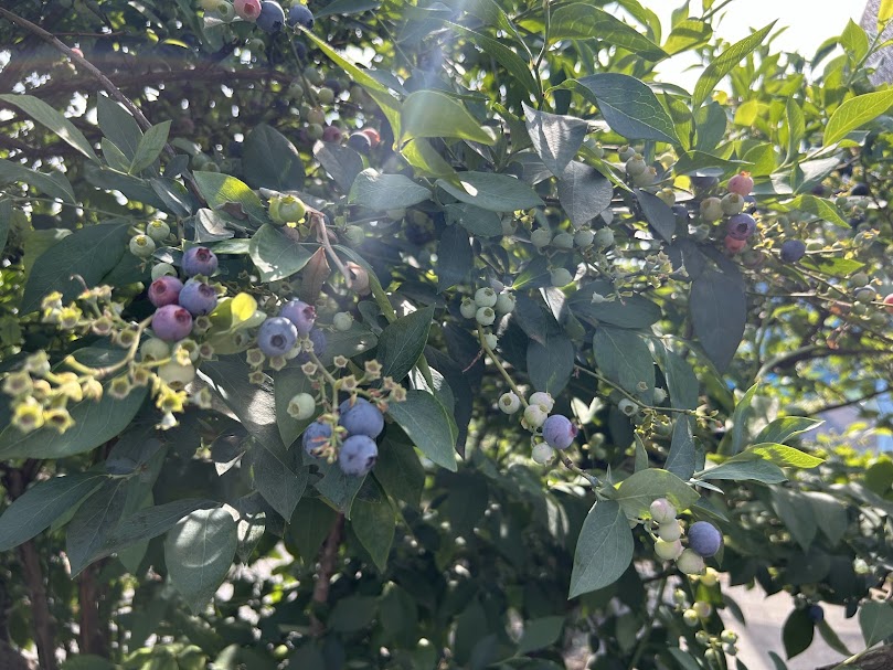 ブルーベリー摘み取り農園
