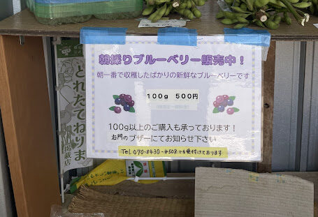 朝採りブルーベリーの販売