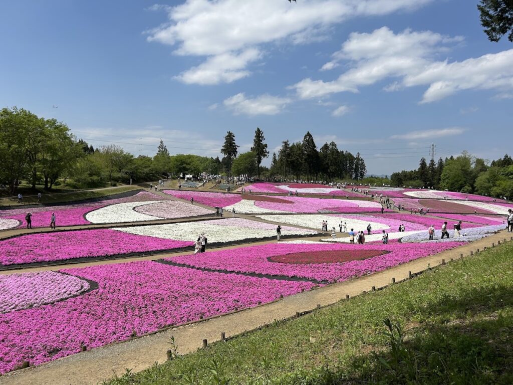 羊山公園の芝桜