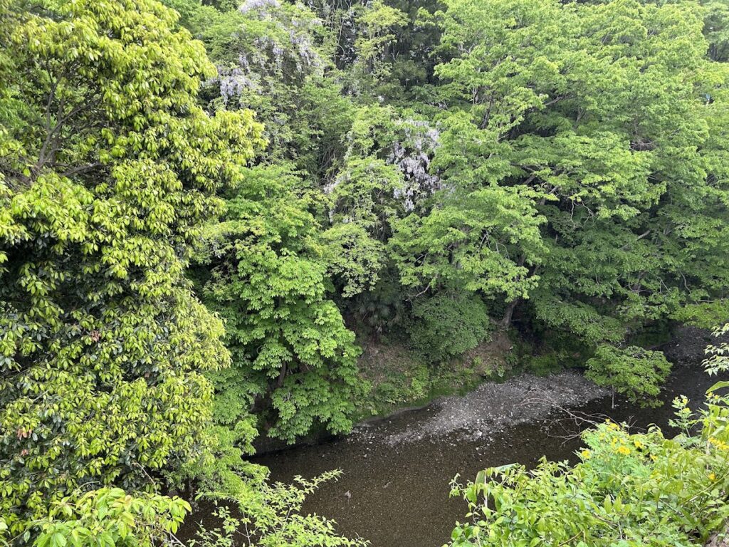 野生の藤と川