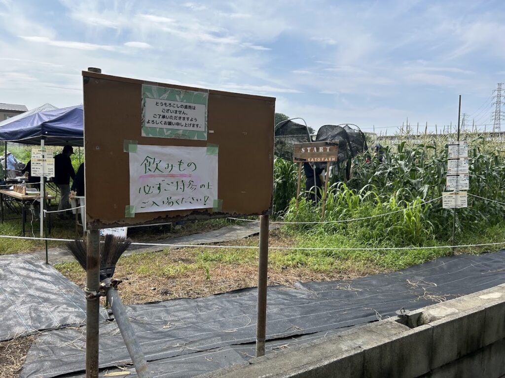 巨大とうもろこし迷路会場