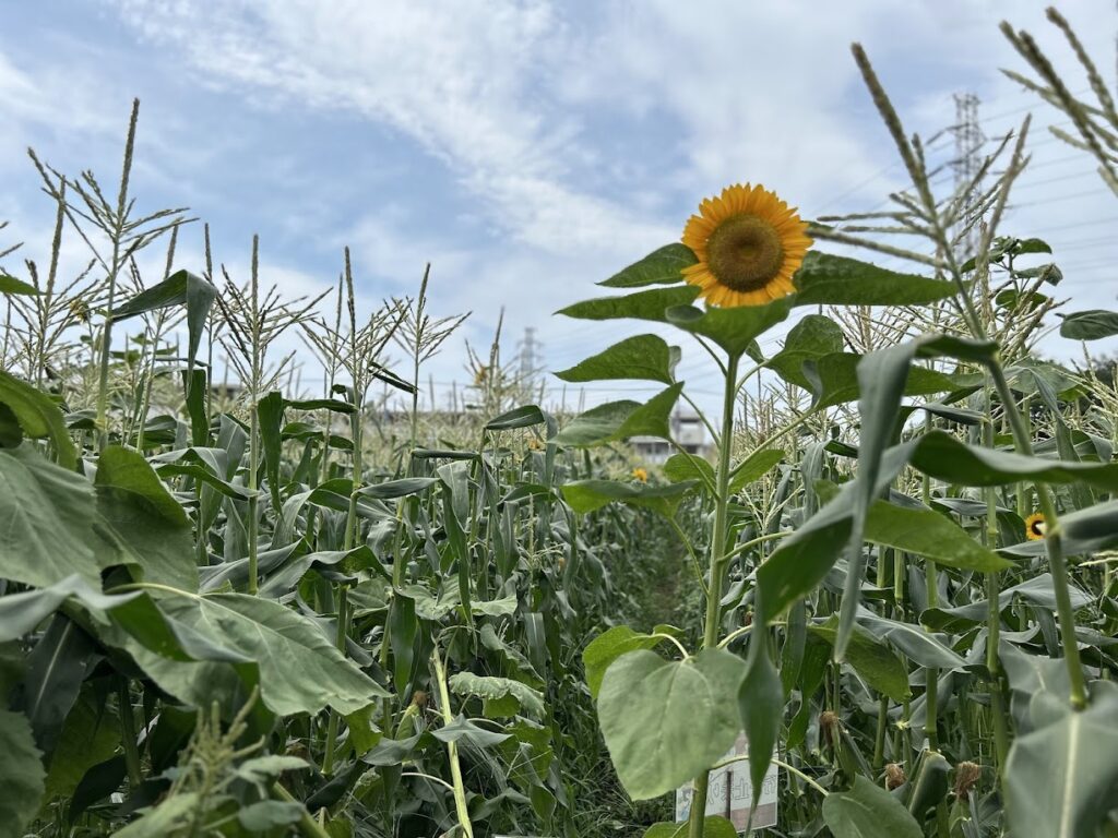 ひまわり
