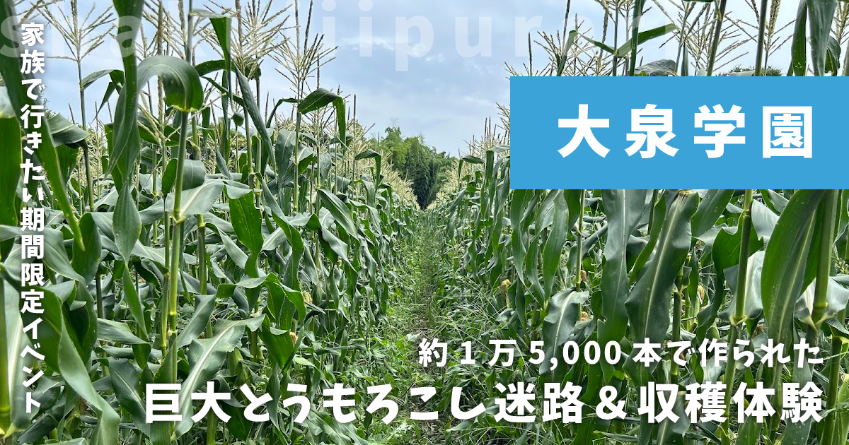 巨大とうもろこし迷路