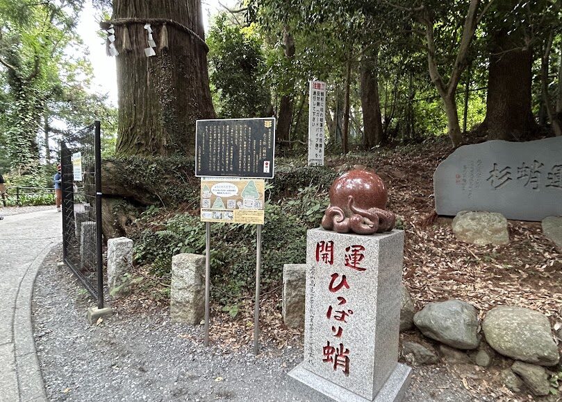 蛸杉
