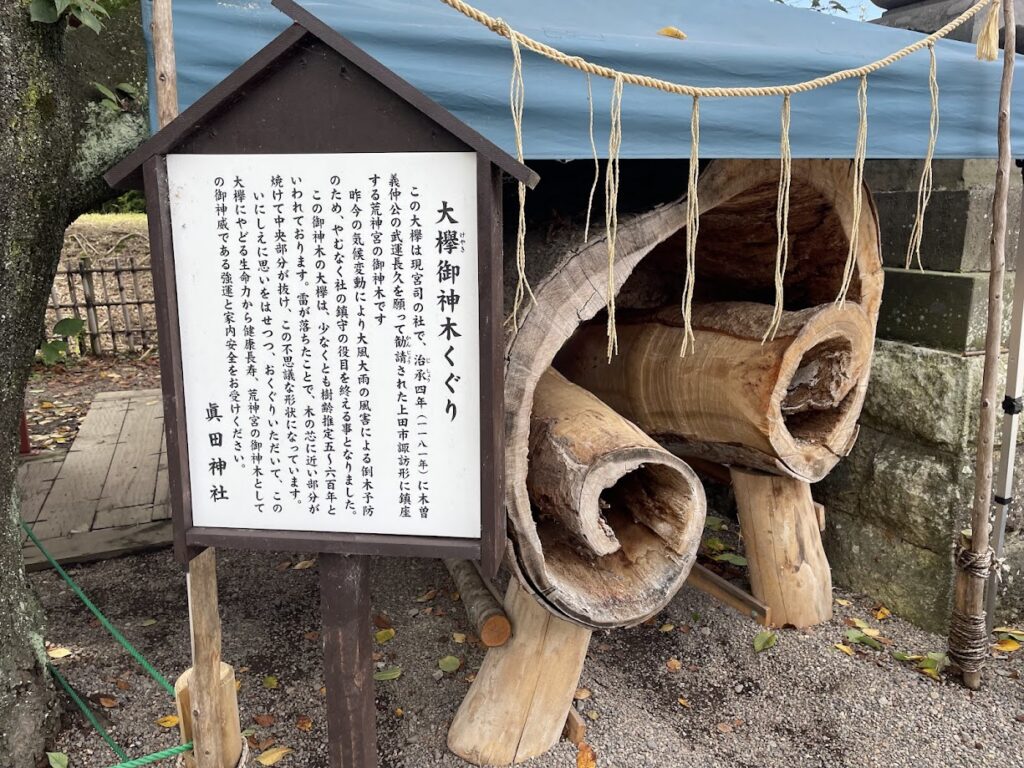 大欅御神木くぐり