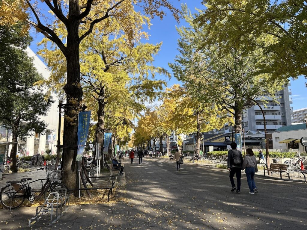 光が丘駅銀杏並木