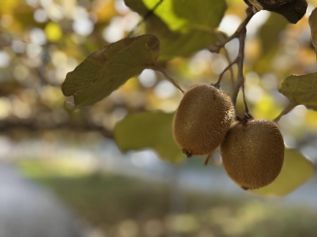 農園のキウイフルーツ