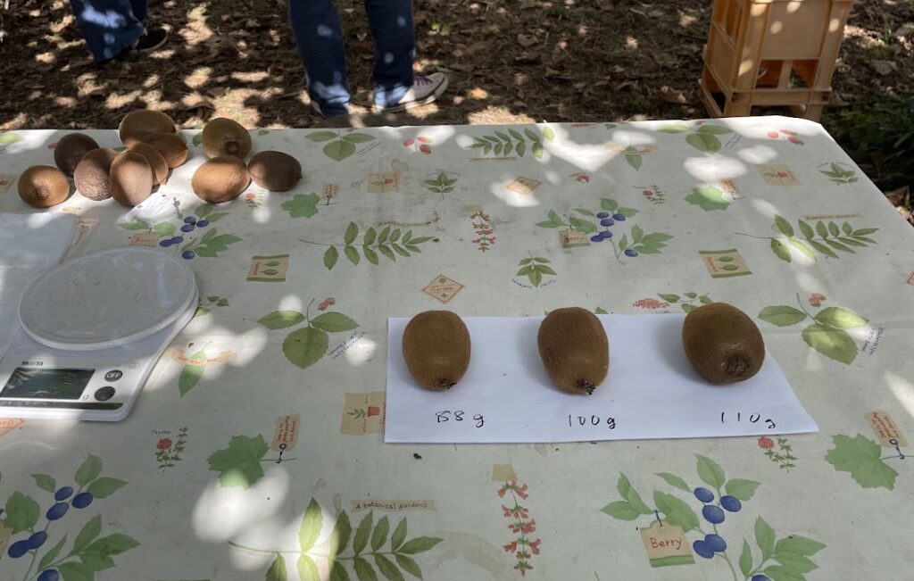 キウイ重さの目安