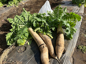 収穫した練馬大根