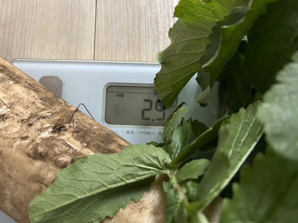 練馬大根の重さ