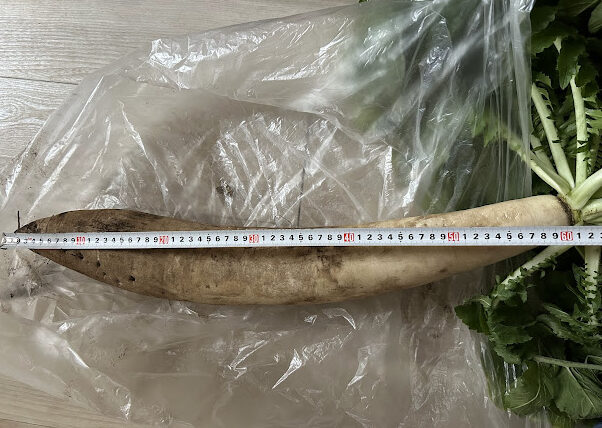 練馬大根の長さ