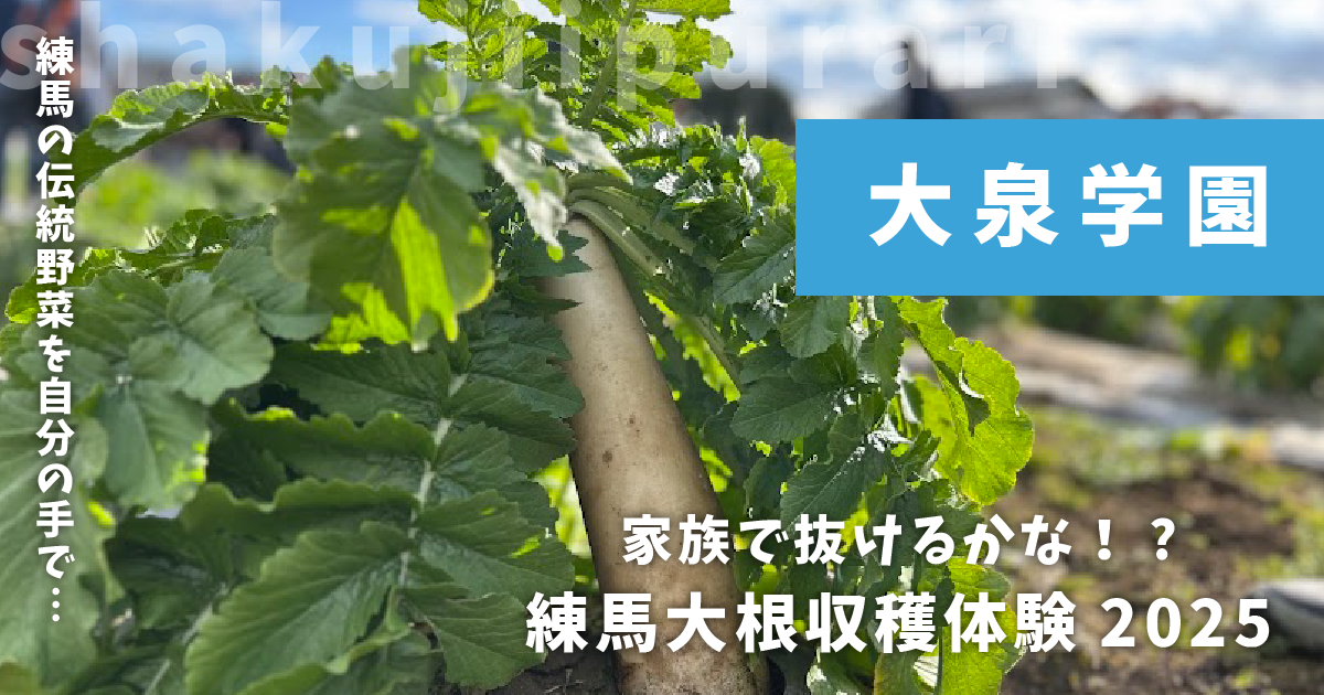 練馬大根収穫体験2025