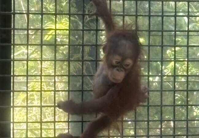 オランウータンの赤ちゃん