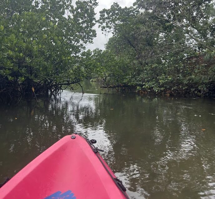 マングローブカヤック