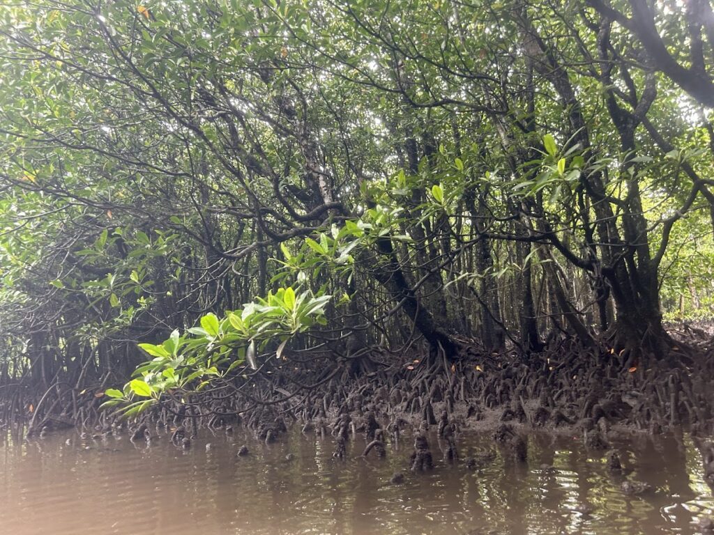 マングローブ