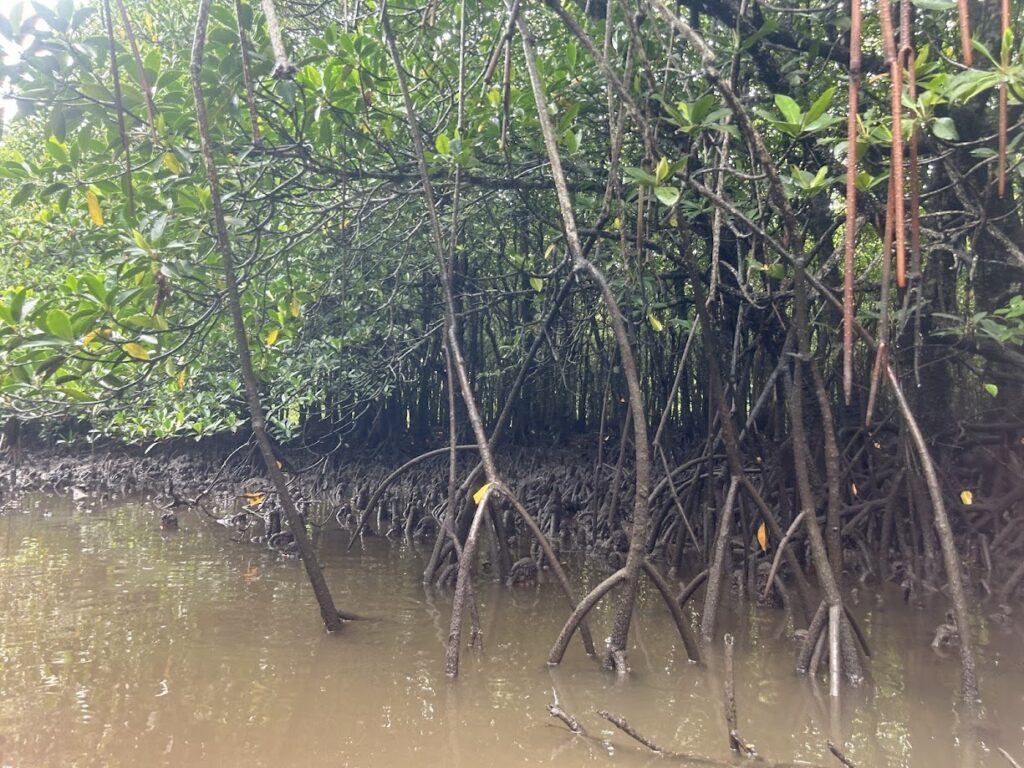 マングローブ