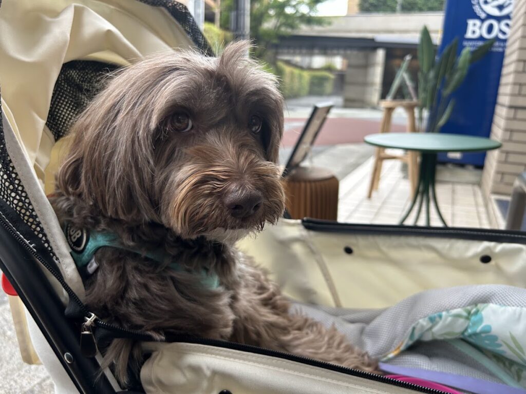 看板犬sammyちゃん