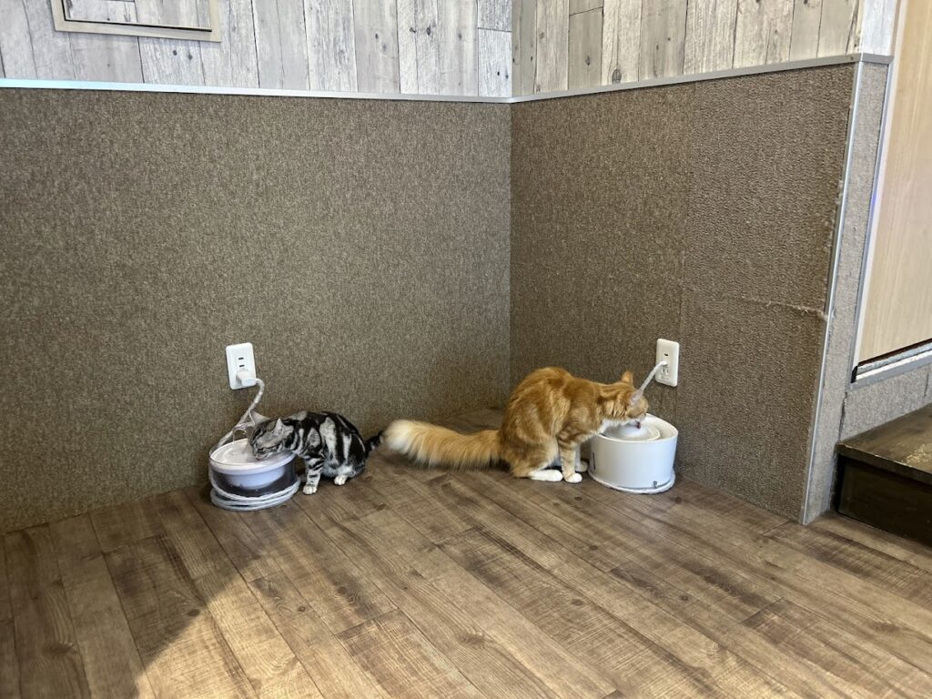 猫ちゃんの様子