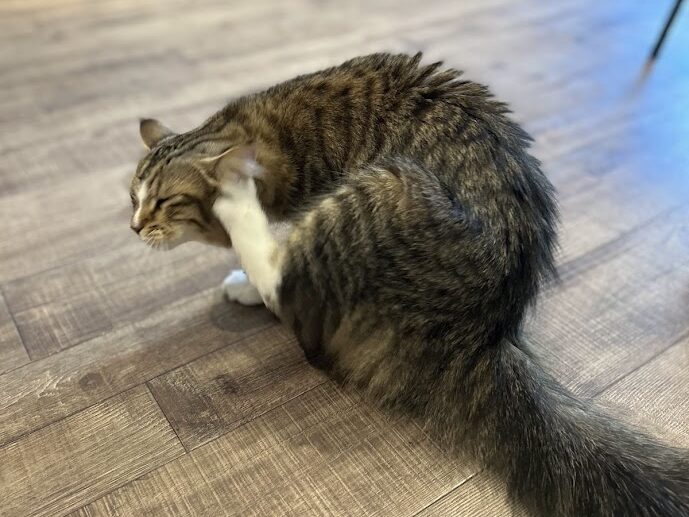 猫ちゃんの様子