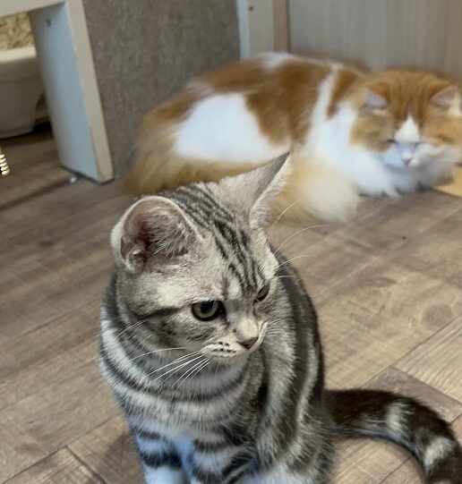猫ちゃんの様子