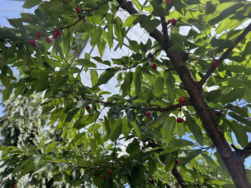 宮本農園