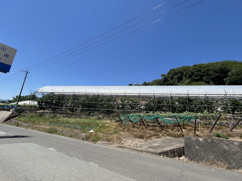 さくらんぼ畑