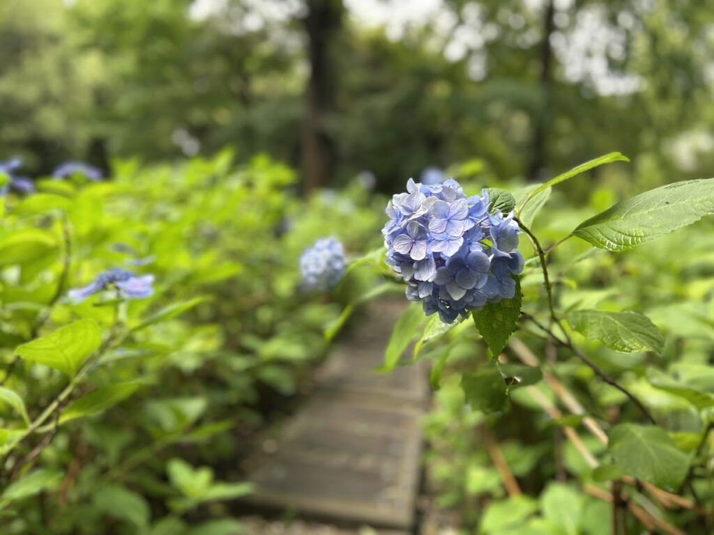 紫陽花庭