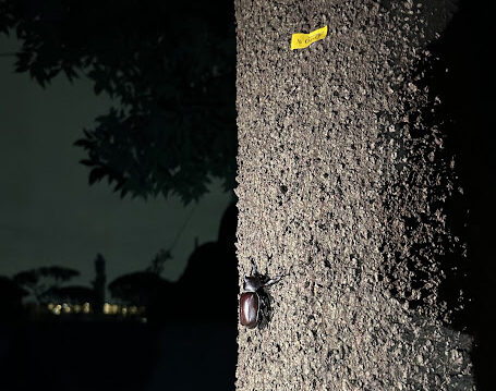 2026年発見したカブトムシ