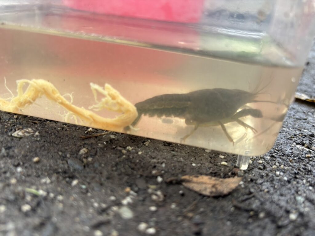 捕まえたザリガニ