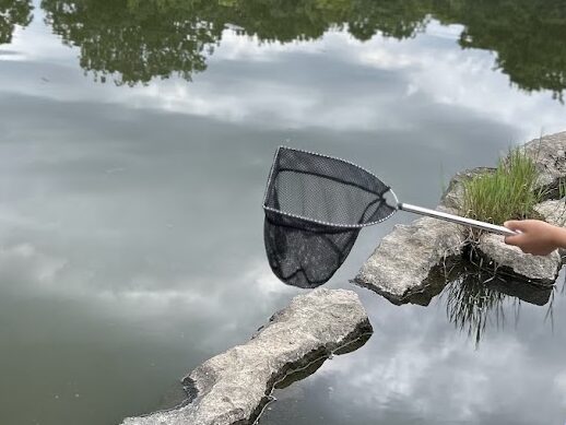虫取り