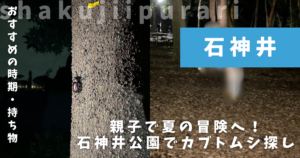 カブトムシ採集