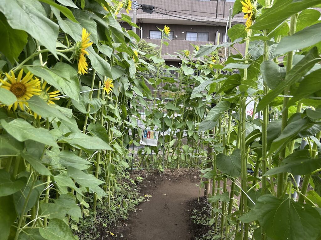 西貝ファームのひまわり迷路