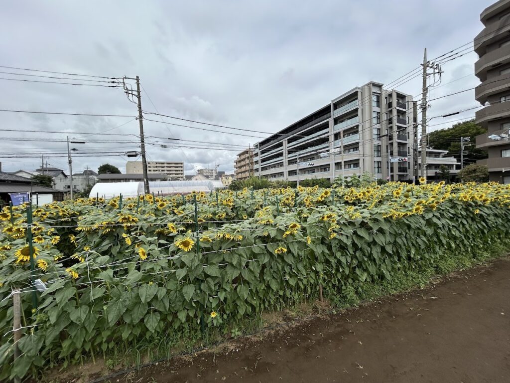 ひまわり迷路の様子