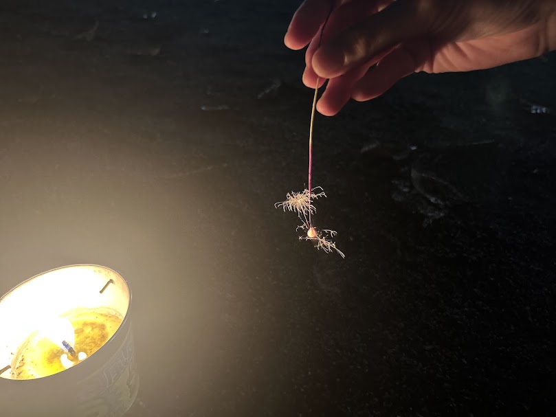 線香花火