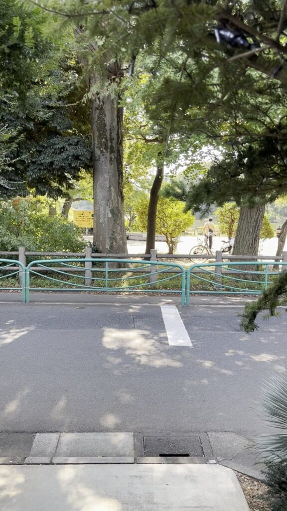 週末の午前中の善福寺公園。池がキラキラしていました。