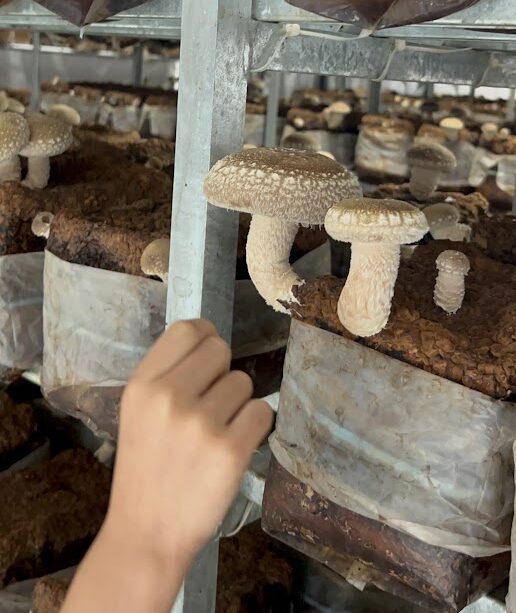 しいたけ収穫体験