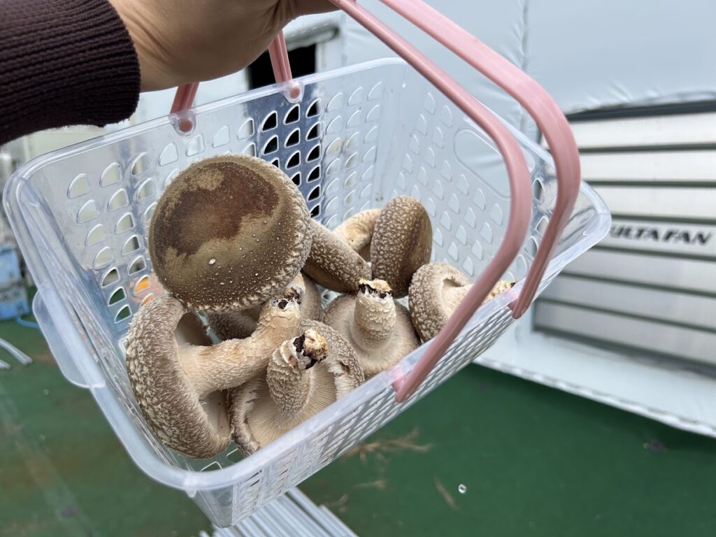 収穫したしいたけ