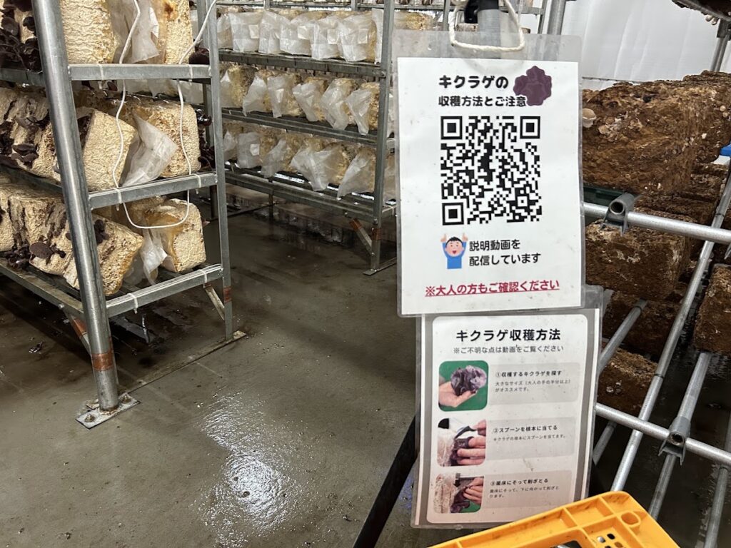 きくらげ収穫体験